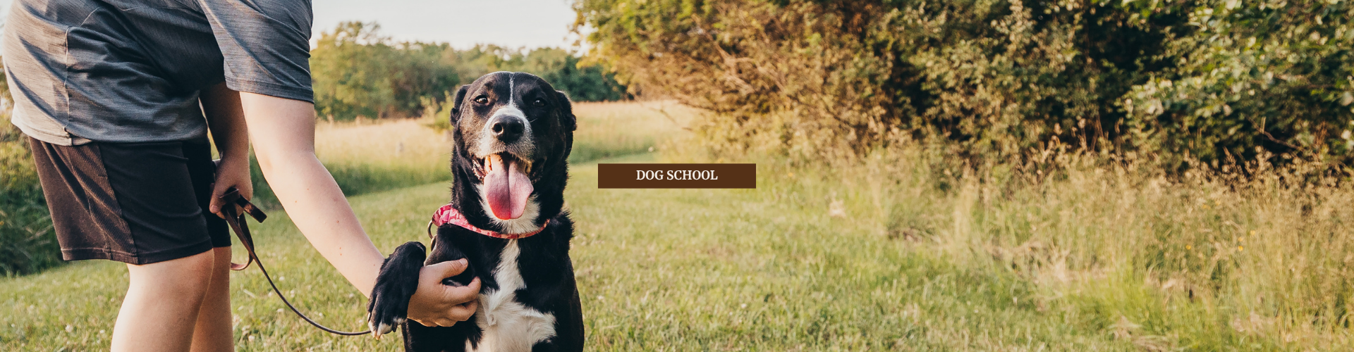 Dog Day School, Puppy Prep School - Sit n Stay Pet Services